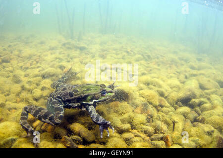 Seefrosch unter Wasser Stockfoto