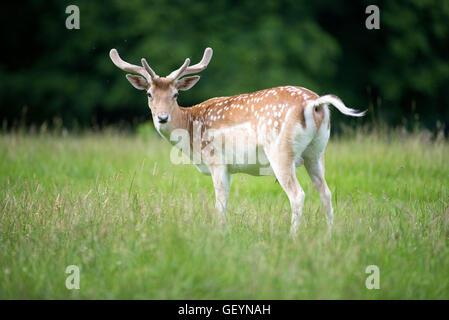 Damwild Buck Stockfoto