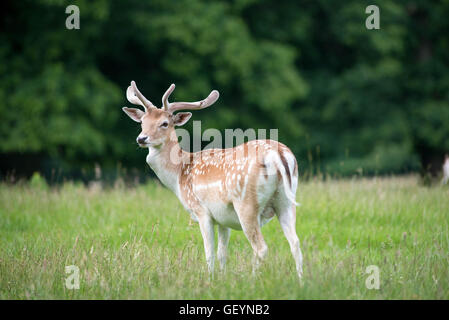 Damhirsch Stockfoto