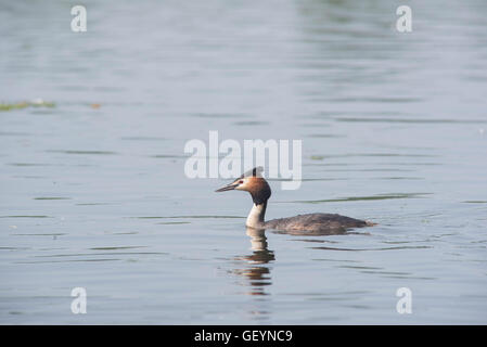 Great crested grebe Stockfoto