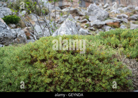 Exemplar der Ginster Genista Hispanica Subspecies Occidentalis. Stockfoto