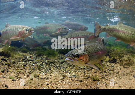 Regenbogenforelle Shoal Stockfoto