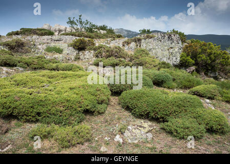 Alpine gepolsterte Reisig von Genista Hispanica im Saliencia-Tal, Naturpark Somiedo Stockfoto