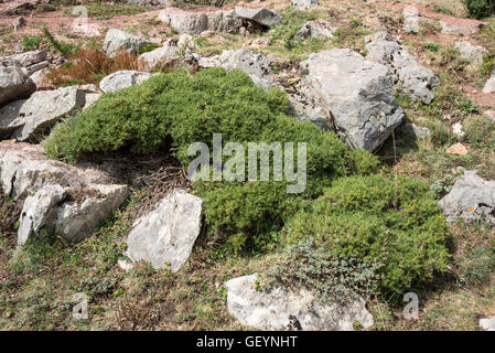 Alpine gepolsterte Reisig von Genista Hispanica im Saliencia-Tal, Naturpark Somiedo Stockfoto