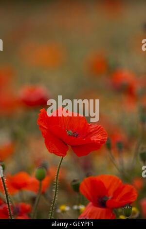 Roter Mohn Feild Stockfoto