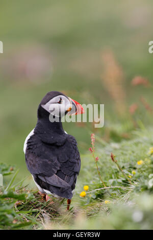 Puffin Stockfoto