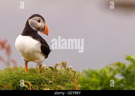 Puffin Stockfoto