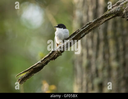 Pied Flycatcher, RSPB Ken-Dee Sümpfe, in der Nähe von Castle Douglas, Dumfries and Galloway, Schottland Stockfoto