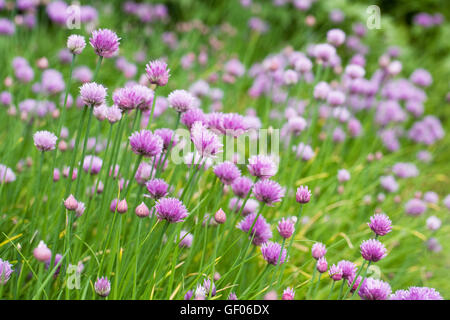 'Allium Schoenoprasum'. Blühende Schnittlauch. Stockfoto