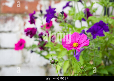 Kosmos Blume vor Petunien in einen hängenden Korb. Stockfoto