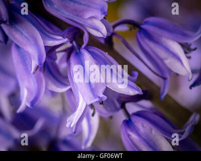 Schöne Campanula Rapunculoides Knospe hautnah, blüht im Frühjahr Stockfoto