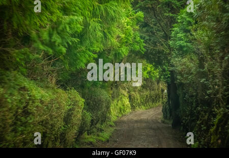 Straße durch den Wald auf der Insel Sao Miguel, Azoren, Portugal Stockfoto