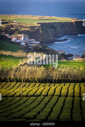 Tee-Plantage auf dem Hügel in der Nähe des kleinen Dorfes mit einem großen katholischen Kirche auf der Küste von Sao Miguel, Azoren, Portugal Stockfoto