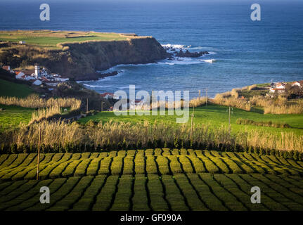 Tee-Plantage auf dem Hügel in der Nähe des kleinen Dorfes mit einem großen katholischen Kirche auf der Küste von Sao Miguel, Azoren, Portugal Stockfoto