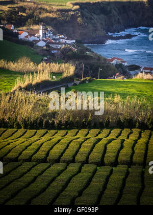 Tee-Plantage auf dem Hügel in der Nähe des kleinen Dorfes mit einem großen katholischen Kirche auf der Küste von Sao Miguel, Azoren, Portugal Stockfoto