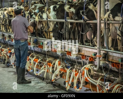 Mann, betreuenden automatische Melken der Ziegen auf einer Farm im Dorf in Fuerteventura, Kanarische Inseln, Spanien. Bild 13 April Stockfoto