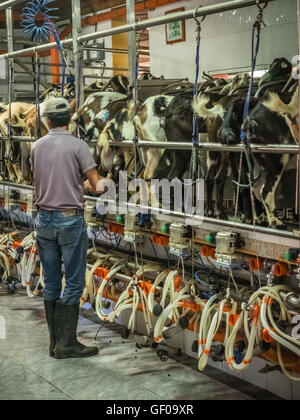 Mann, betreuenden automatische Melken der Ziegen auf einer Farm im Dorf in Fuerteventura, Kanarische Inseln, Spanien. Bild 13 April Stockfoto