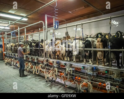 Mann, betreuenden automatische Melken der Ziegen auf einer Farm im Dorf in Fuerteventura, Kanarische Inseln, Spanien. Bild 13 April Stockfoto