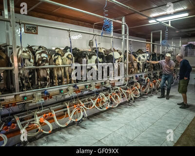 Mann, betreuenden automatische Melken der Ziegen auf einer Farm im Dorf in Fuerteventura, Kanarische Inseln, Spanien. Bild 13 April Stockfoto