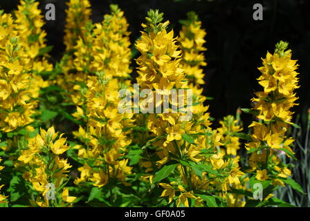 Gilbweiderich, Lysimachia Trommler Stockfoto