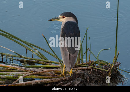 Schwarz - Krone Night Heron Vogel auf Gras thront der Sumpf Stockfoto