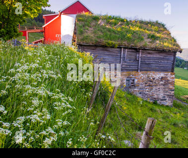 Bauernhöfe, rot Silo Scheune, alte hölzerne Gebäude mit Grasdach, Grudbrandsdalen Tal in der Nähe von Lillehammer, Norwegen, mehr von Rosmdal Stockfoto