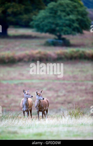 Red Deer hinds Stockfoto