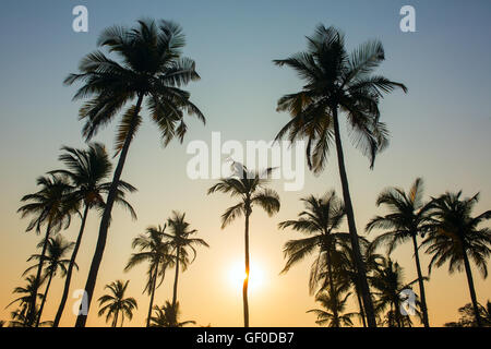 Palm-Bäume-Silhouette bei Sonnenuntergang, Indien Stockfoto