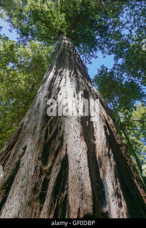 Redwood-Baum in der Nähe von Big Basin State Park, Kalifornien Stockfoto