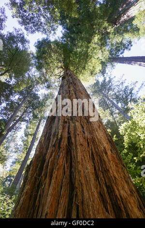 Redwood-Baum in der Nähe von Big Basin State Park, Kalifornien Stockfoto