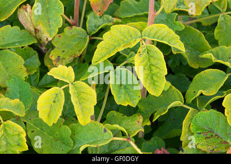 Poison Oak (Toxicodendron Diversilobum), Garrapata State Park, Big Sur Coast Highway Scenic Byway, Kalifornien Stockfoto