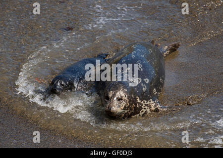 Seehunde (Phoca Vitulina) am Whalers Cove, Point Lobos State Reserve, Big Sur Coast Highway Scenic Byway, Kalifornien Stockfoto