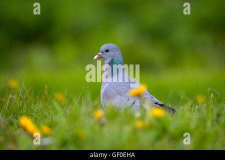 Hohltaube Columba Oenas Fütterung auf dem Boden mit Löwenzahn Blumen Stockfoto