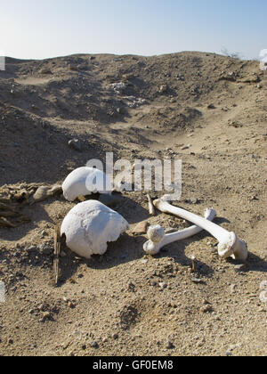 Menschliche Knochen, die möglicherweise von Plünderern Grab gegraben finden Sie auf den Sandboden in der Nähe von Cahuachi zeremonielle Zentrum. Stockfoto