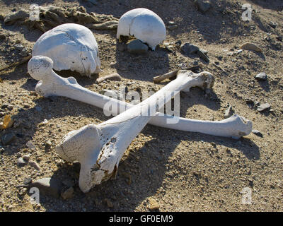 Menschliche Knochen, die möglicherweise von Plünderern Grab gegraben finden Sie auf den Sandboden in der Nähe von Cahuachi zeremonielle Zentrum. Stockfoto