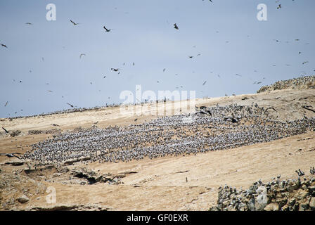 Tausende Vögel sammeln über die Islas Ballestas Stockfoto