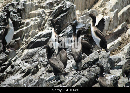 Guanay Kormorane auf einer felsigen Insel Islas Ballestas Stockfoto