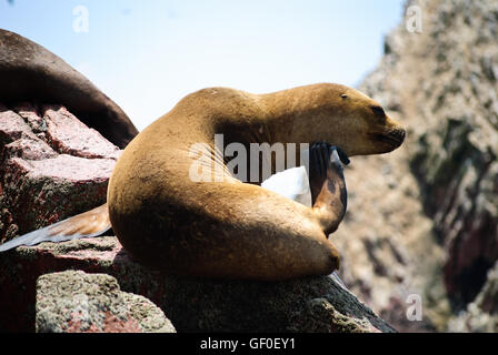 Einen südamerikanischen Seelöwen auf Islas Ballestas Stockfoto