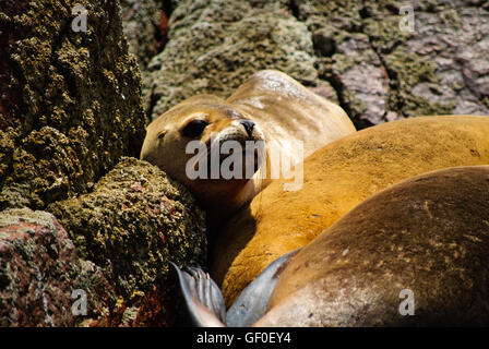 Südamerikanischen Seelöwen auf einer felsigen Insel Islas Ballestas Stockfoto