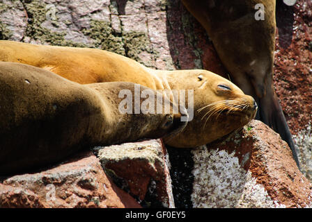 South American Seelöwen auf einer felsigen Insel Islas Ballestas schlafen Stockfoto