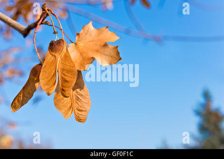 ein Samenkorn ist am Baum hängen. Stockfoto