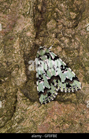 Merveille du Jour, Dichonia Aprilina, alleinstehenden im Ruhezustand auf Baumrinde. Juni, Essex, England aufgenommen. Stockfoto