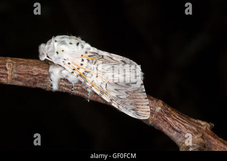 Puss Moth, Cerura Vinula, alleinstehende Erwachsene in Ruhe am Zweig. Juni, Essex, England aufgenommen. Stockfoto