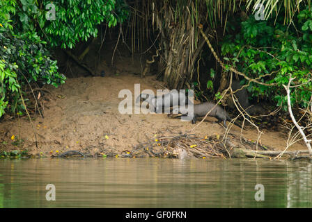 Zwei riesige Fischotter an ihrem Nest am Ufer von Salvador Oxbow See Stockfoto