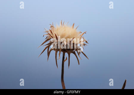 Blume von Cardus Marianus , mediterrane Thistle in natürlicher Umgebung Stockfoto