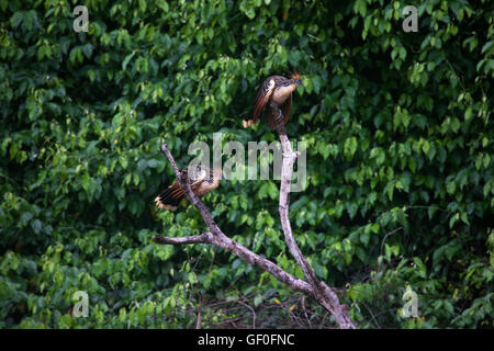 Ein paar Hoatzins hocken auf einem toten Baum in einer ruhigen Ecke einen Oxbow See im Manu Nationalpark. Stockfoto