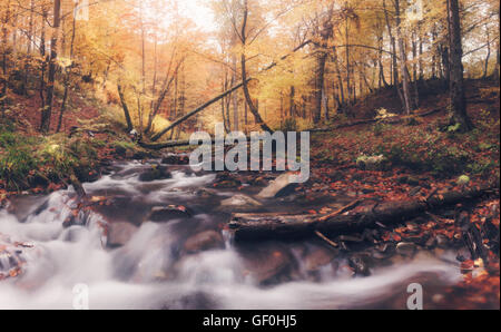 Panorama des Flusses im Herbst Farben Wald. Tolle Smoky Mountains National Park, USA Stockfoto