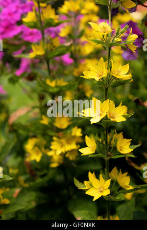 Zweig der Gilbweiderich Blumen gegen Bokeh von bunten Garten im Sommer. Wissenschaftlicher Name: Lysimachia Vulgaris. Stockfoto