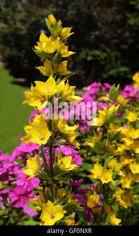 Gilbweiderich wächst vor dem farbenfrohen Hintergrund der Blumen in einem Garten. Wissenschaftliche Namen - Lysimachia Vulgaris. Stockfoto