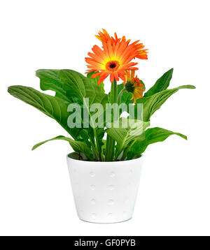 Nahaufnahme einer orange Gerbera Daisy Anlage in eine weiße Keramik Blumentopf auf weißem Hintergrund Stockfoto